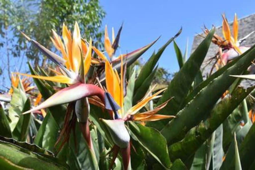 Le Strelitzia 2 Apartamento Cilaos Exterior foto